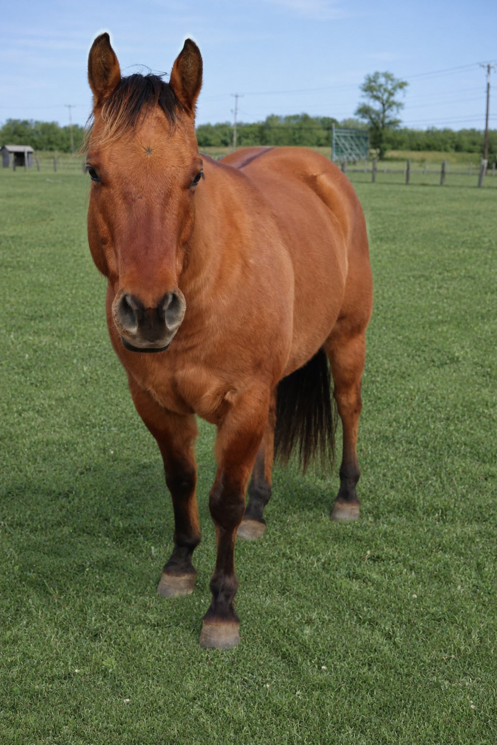 IRON RANCH STABLES